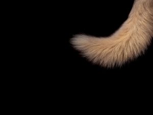 best tail butt plugs guide